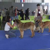 Salzburg Clubschau Mai 06 141 